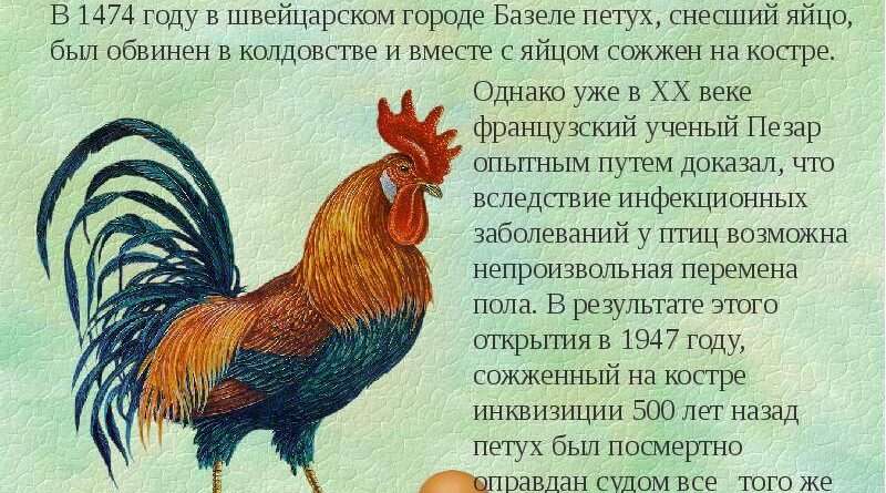 Почему петушок не стал петухом: урок о генетике и наследовании. Смотреть фото Почему петушок не стал петухом: урок о генетике и наследовании. Смотреть картинку Почему петушок не стал петухом: урок о генетике и наследовании. Картинка про Почему петушок не стал петухом: урок о генетике и наследовании. Фото Почему петушок не стал петухом: урок о генетике и наследовании